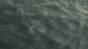 動画：さんふらわあの港で巨大シイラに遭遇 大分 釣りスポット西大分港 釣りガールも安心の堤防 YouTube