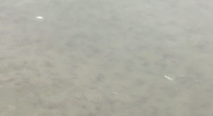 動画：ボラ！ボラ！ボラ！大分神崎港 佐賀関 海水浴場 子猫川を黒く染めるボラの群れ YouTube