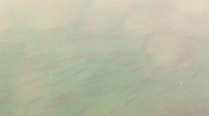 動画：カマスの大群が入港 下浦港の魚影 大分佐賀関の釣りスポット エギング アジング メバリング ショアジギング 釣りガールも安心の堤防 Youtube