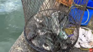 釣り場 ライブ配信：乙津泊地 パン粉でフカセ釣り タチウオ グレ(メジナ) チヌ(クロダイ) ワインド ショアジギング